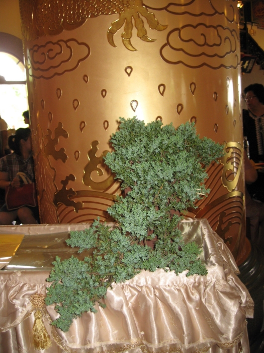 IMG_6780.jpg